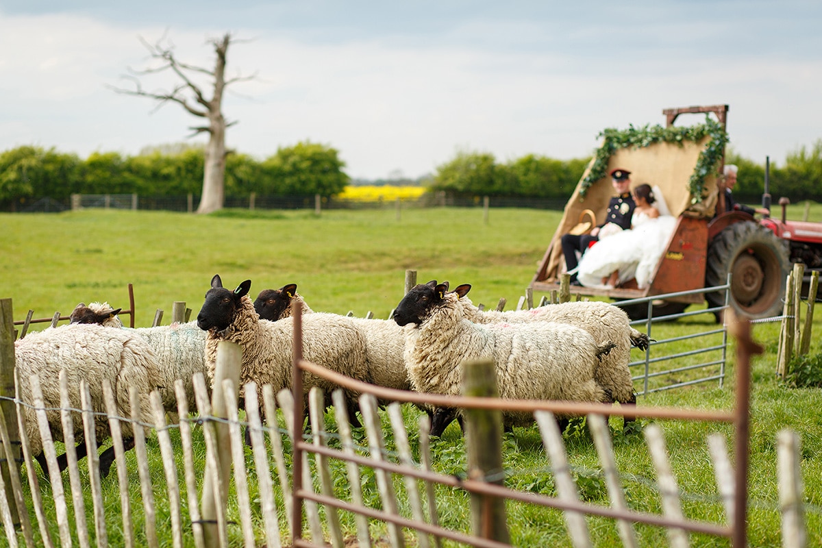 sheep running away as the bride and groom arrive