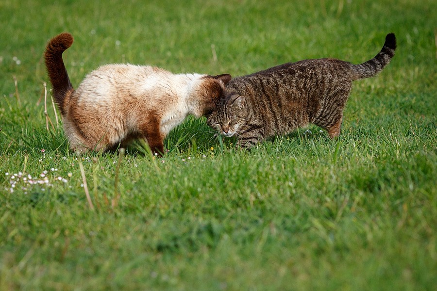 felinecare-may15-082