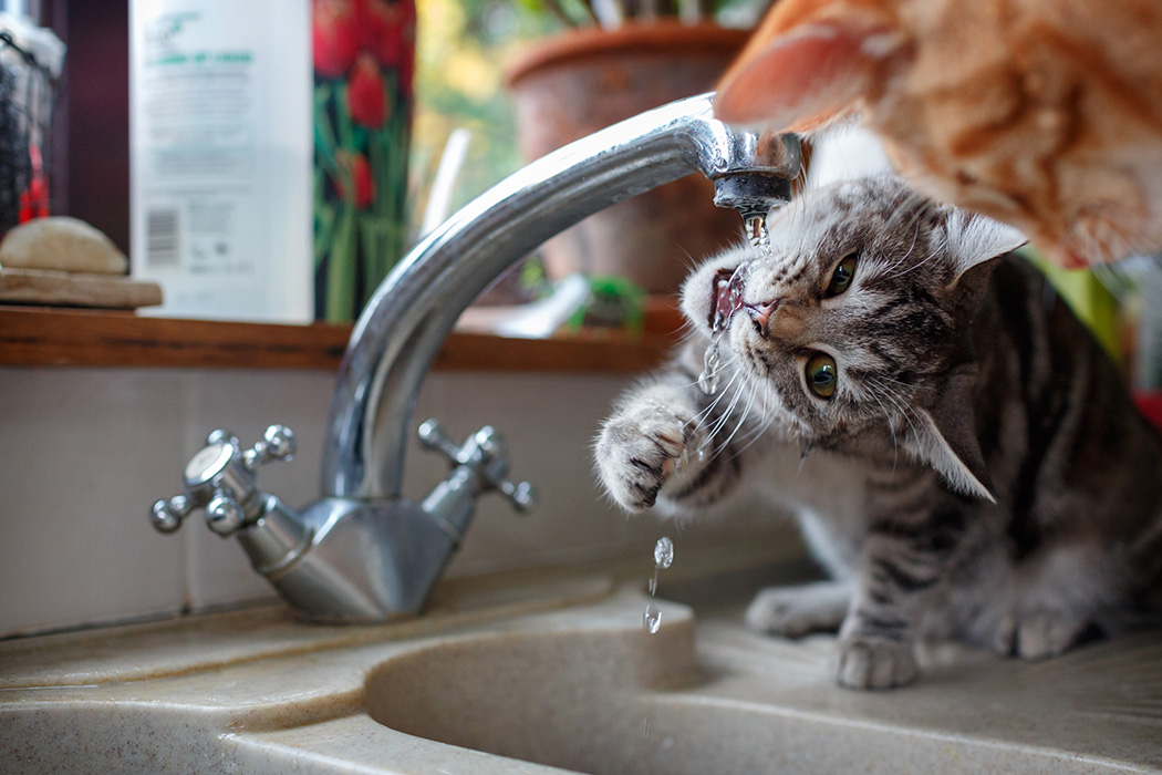 kitten drinking from a tap