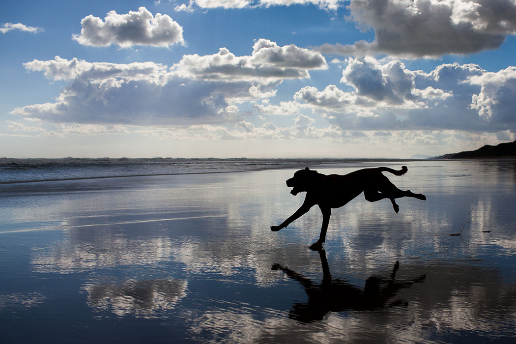 silhouette of a dog running across a beach