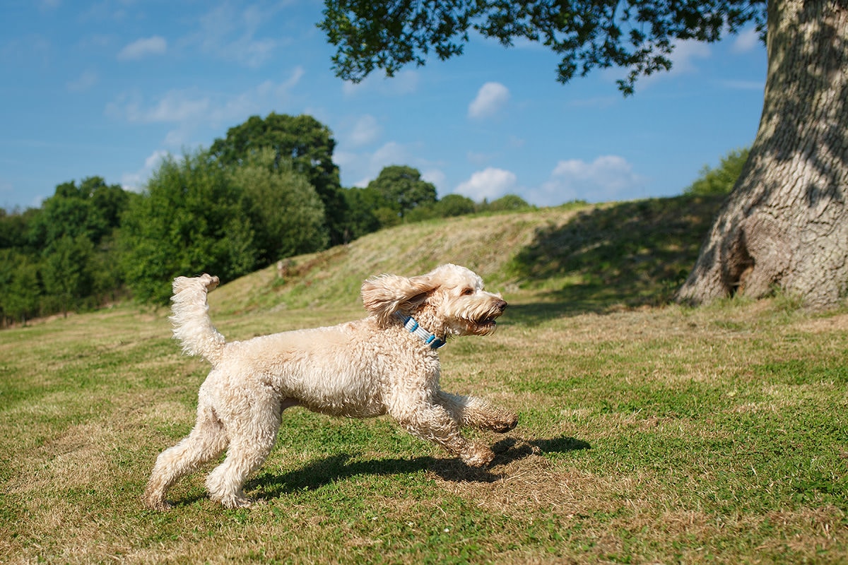 bruce the labradoodle in his wedding outfit