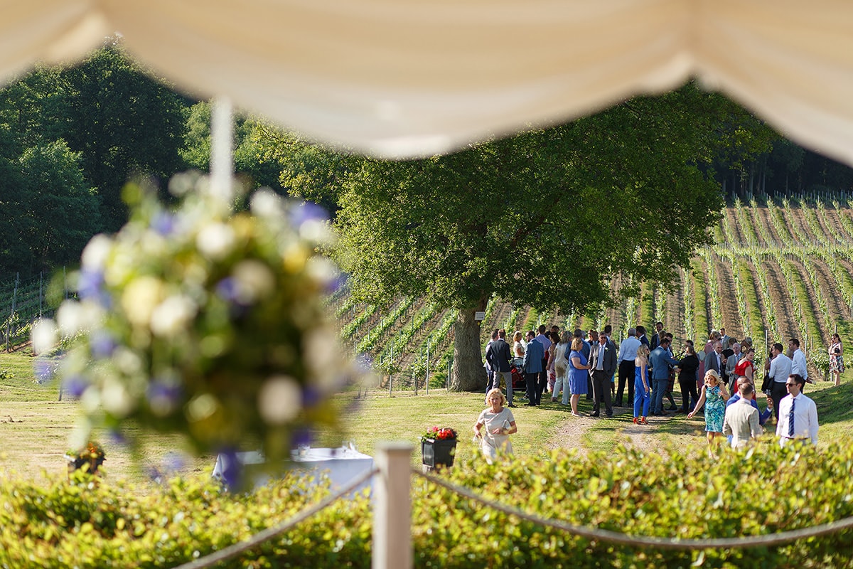 wedding guests mingle in bluebell vineyard