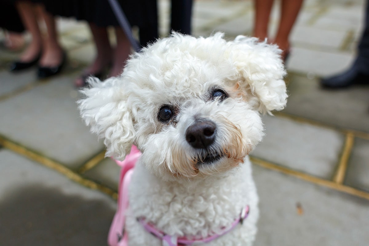 a close up of a bichon frise dog