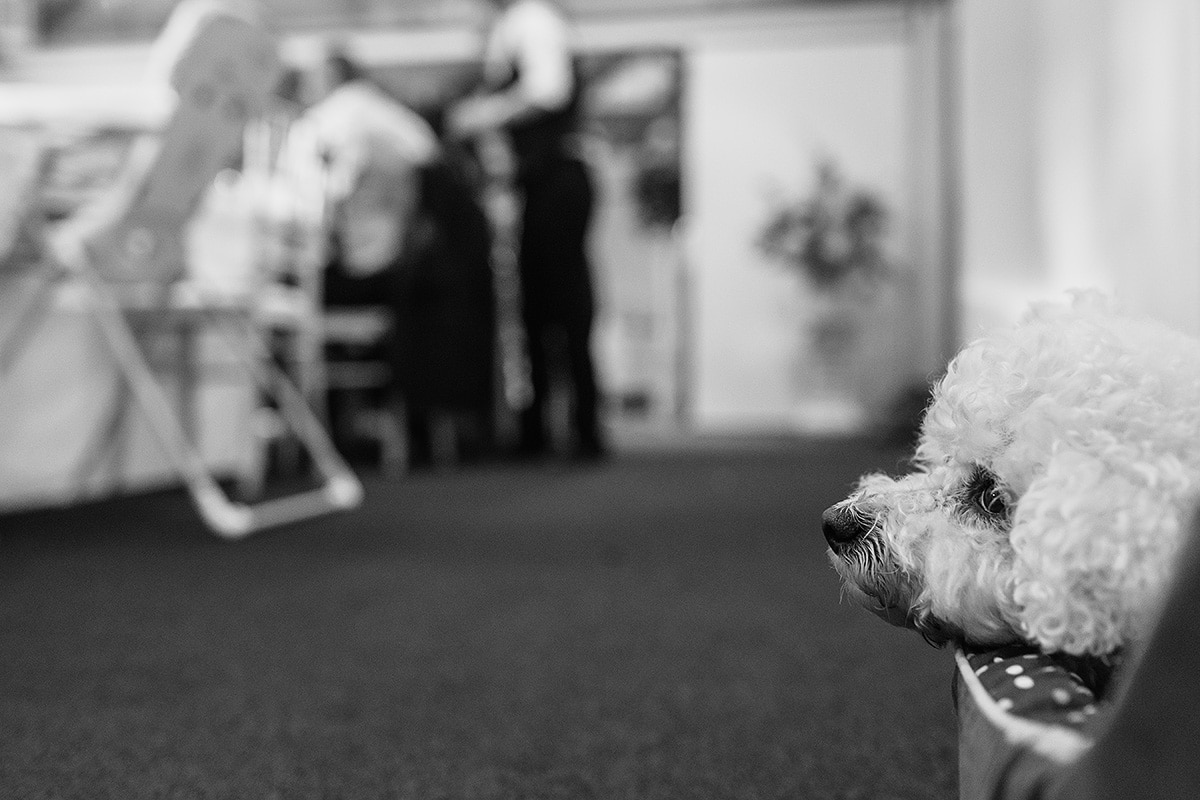 a bichon frise at a wedding