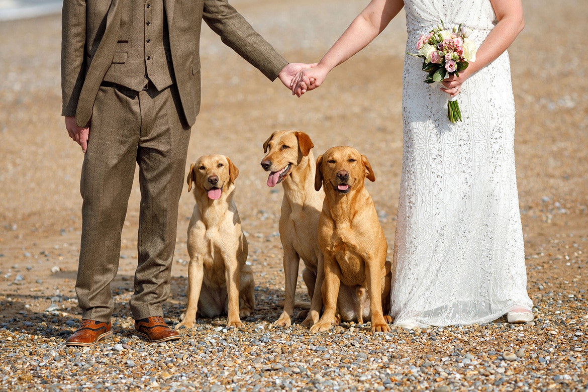 three labradors on cley beach in north norfolk