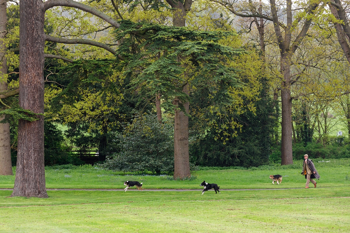 sheepdogs at ellenborough park
