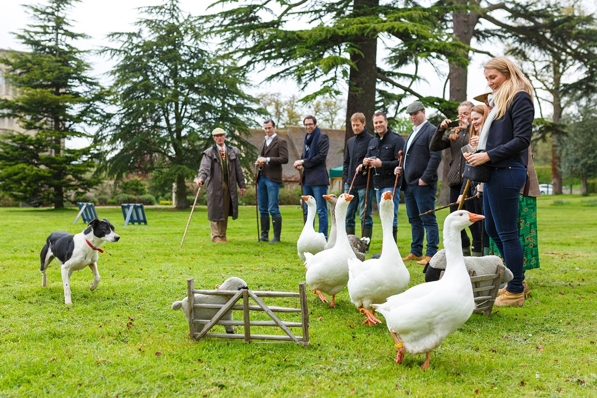 goose herding in ellenborough park