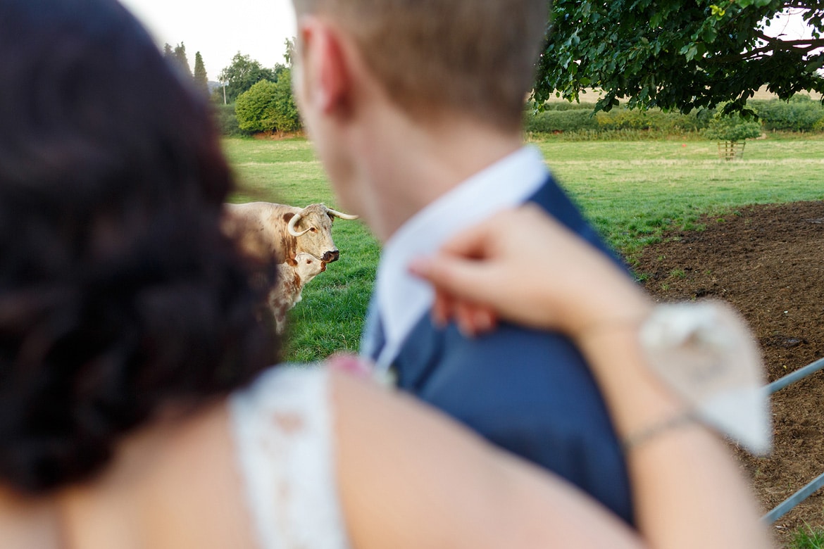 the couple look at some cows