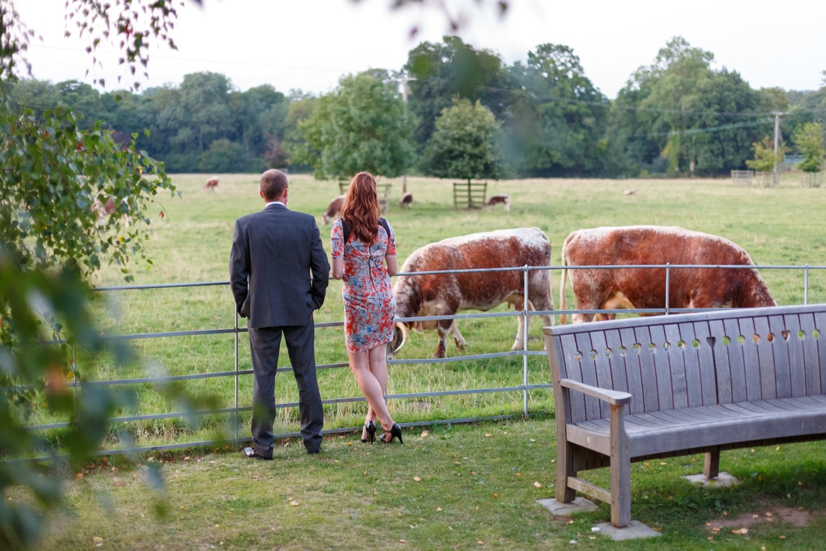 guests outside with the cows